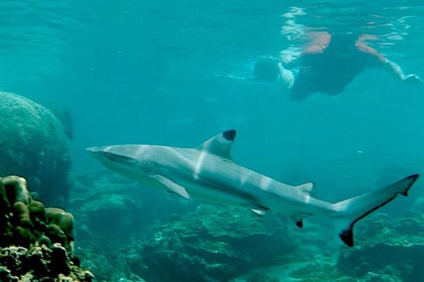 blacktip-reef-shark-in-galapagos-with-a-diver