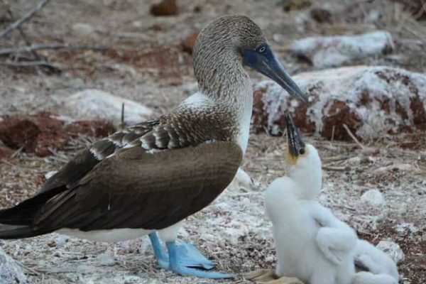 blue-footed-with-baby-at-the-archipelago