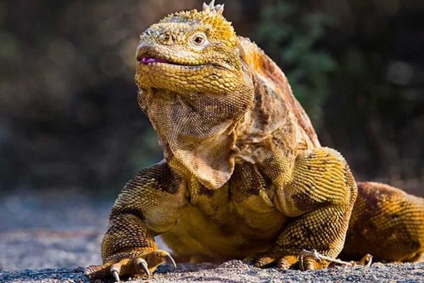 galapagos-land-iguana-in-galapagos-islands-archipelago