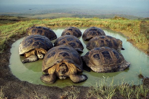 giant-tortoises-galapagos