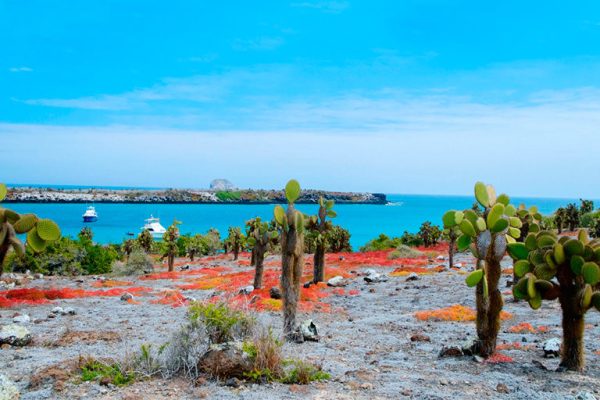 isla-santa-fe-fauna-galapagos